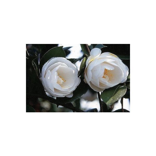 hanahiroba_tn06-366s002-01