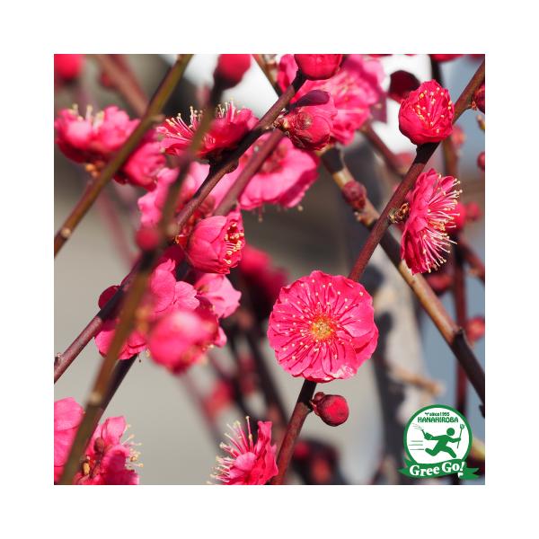 花梅 苗 【鹿児島紅梅 （かごしまこうばい）】 2年生 接ぎ木 大苗 はなうめ 苗木 庭木 落葉樹 シンボルツリー美しい濃紅色の中輪種のハナウメです。紅色が特に濃く、鮮やかな発色で紅梅の中でも人気が高い品種です。花の美しさを楽しむ観賞用の梅...