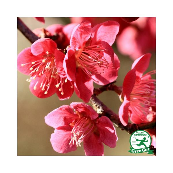 花梅 苗 【赤花 紅千鳥梅 （べにちどり）】 1年生 接木苗 はなうめ 苗木 庭木 落葉樹 シンボルツリー明るい緋赤色花の一重咲き中輪のハナウメです。花の美しさを楽しむ観賞用の梅として楽しまれています。甘い香りが春の訪れを告げます。