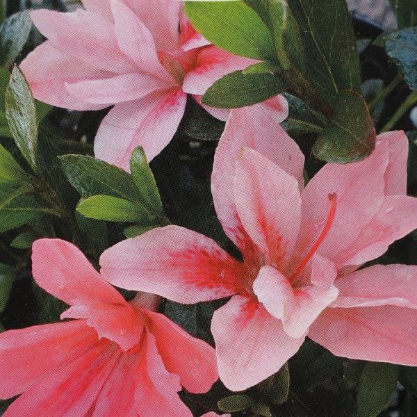  c y i݂Ɓjz 4|bgc