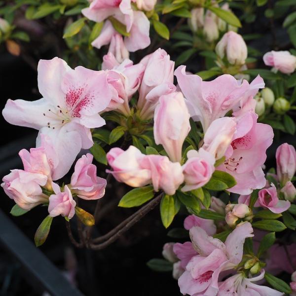  c yt i͂邰傤jz 4|bgc