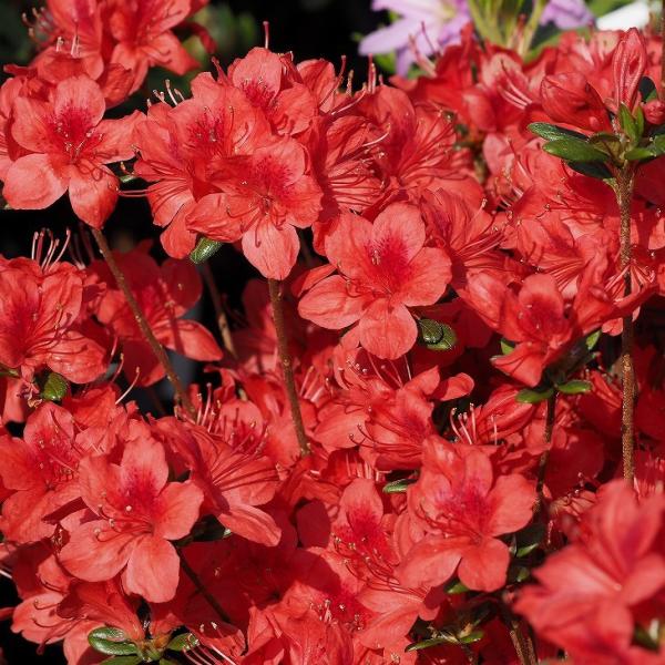 ccW c ̔ yvăccW 򗴂̕ iЂイ̂܂jz 4|bgc