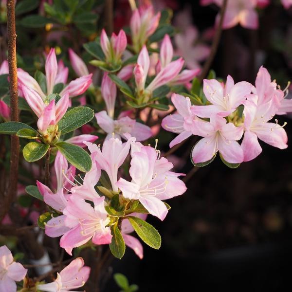 ccW c ̔ yvăccW  i͂ˁjz 4|bgc