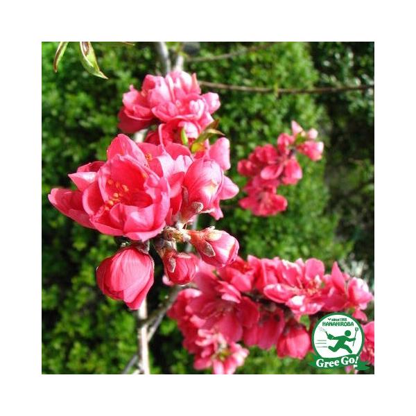 ԓ c yԉ Ǝ蓍 iĂĂjz 1N 0.9m |bgc