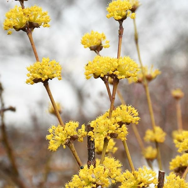サンシュユ 苗 【サンシュユ】 サンシュユの木 苗木 植木 花木 庭木 シンボルツリー 紅葉 落葉樹 高木秋には赤い実をつけます。サンシュユの名前は中国名の「山茱萸」を音読みしたものです。茱萸はグミのことを指し、その通り形・色・大きさなどグ...