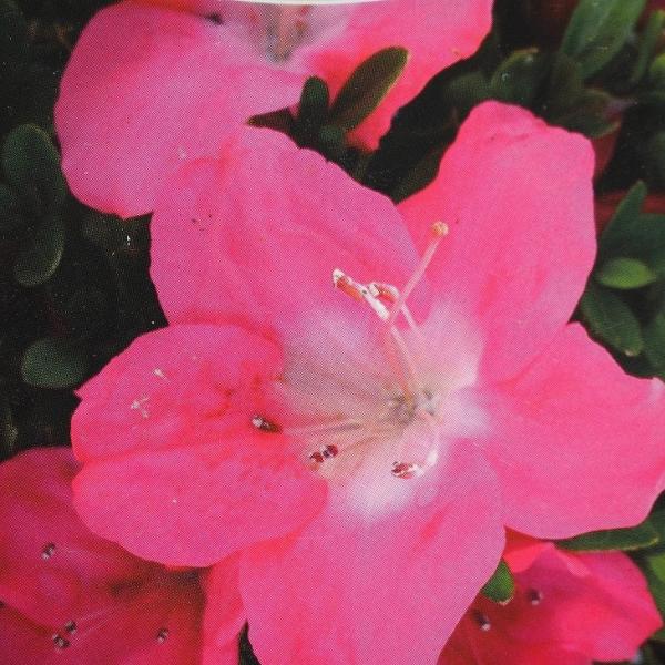  c y̗_ îق܂jz 4|bgc