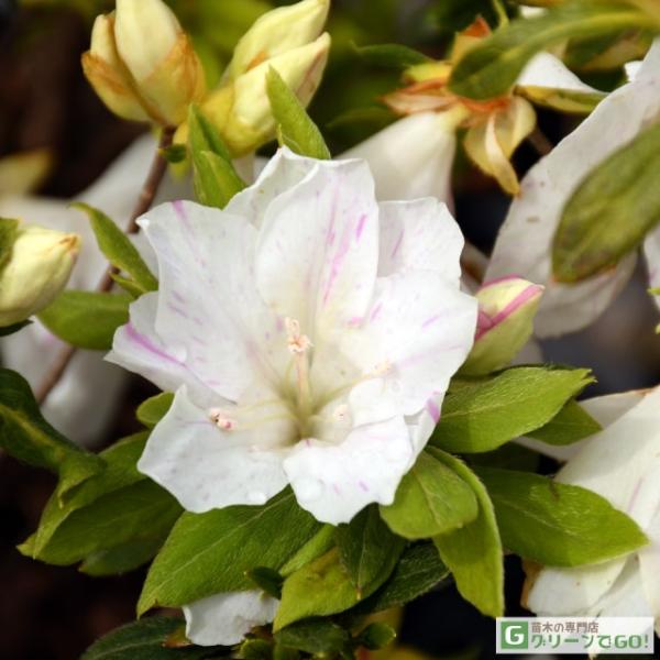 ツツジ 苗 【琉球絞り （りゅうきゅうしぼり）】 さつき苗木 ツツジ 苗木 植木 花木 庭木 生垣 目隠し グランドカバー 盆栽 常緑樹 低木淡いピンクの下地に、濃ピンクの様々な絞りが入ります。葉は通常の常緑ツツジとは異なり、平戸ツツジに近...