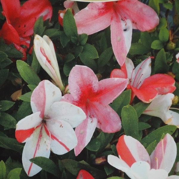  c yCق i݂قjz 4|bgc