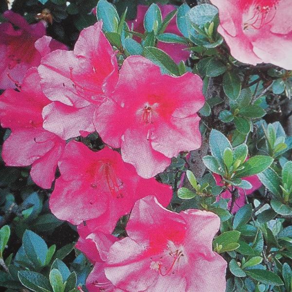  c yO iނ炳ڂjz 4|bgc