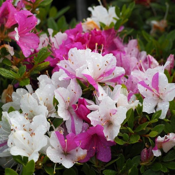 ccW c ̔ yvăccW [R i݂܂肵܁jz 4|bgc