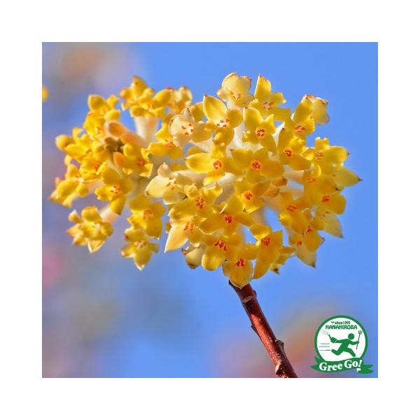 ~c}^ c y~c}^  iOjz |bgc