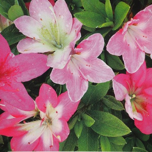  c yq iꂢjz 4|bgc