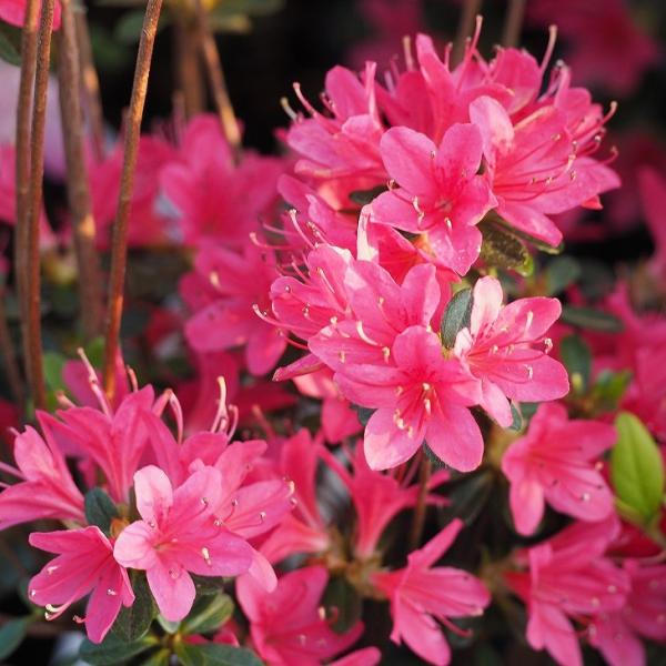 ccW c ̔ yvăccW ԗV i͂Ȃсjz 4|bgc