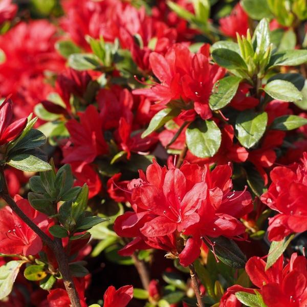 ccW c ̔ yvăccW ̎i iЂ̂jz 4|bgc