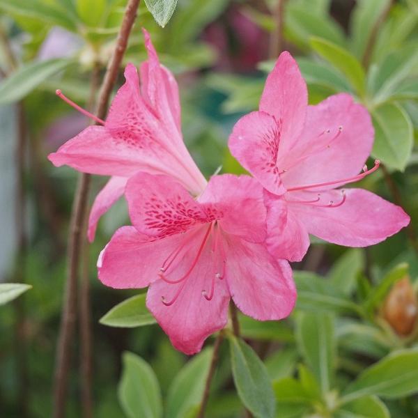 ccW c ̔ yRccW zR z 4|bgc