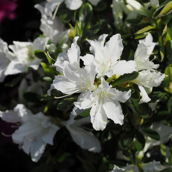 ccW c ̔ yvăccW  i䂫jz 4|bgc