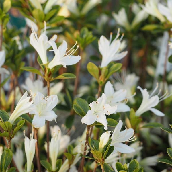 ccW c ̔ yvăccW  i낽jz 4|bgc