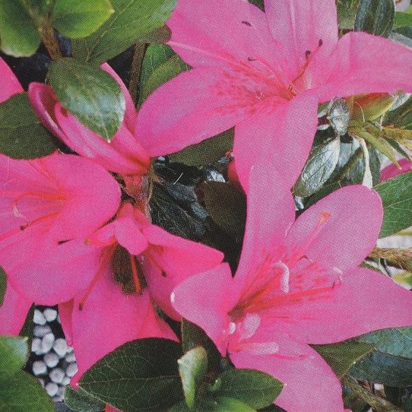  c yP i݂тЂ߁jz 4|bgc