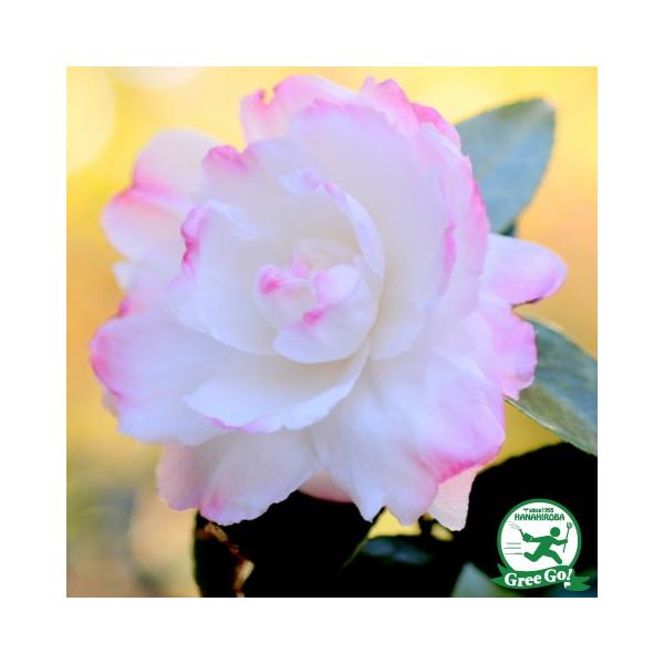 TUJ c yqTUJ i炳񂩁jz 0.7m c