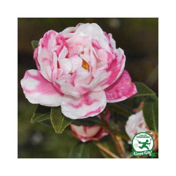 TUJ c yKi i킹ڂjz 0.7m c