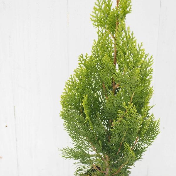 エレガンテシマ コニファー 盆栽 植木の人気商品 通販 価格比較 価格 Com