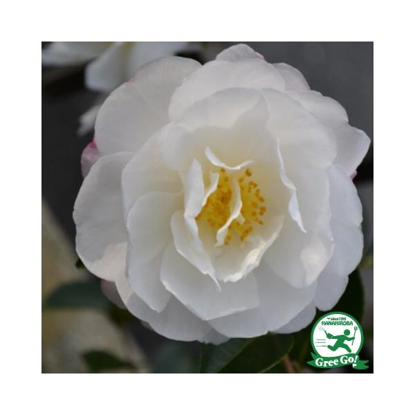 TUJ c yxm̋P iӂ̂₫jz 0.7m c