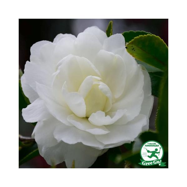 TUJ c yxm̕ iӂ݂̂ˁjz 0.7m c