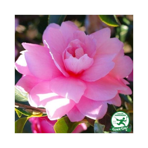 TUJ c yTUJ iƂ߂񂩁jz 0.7m c