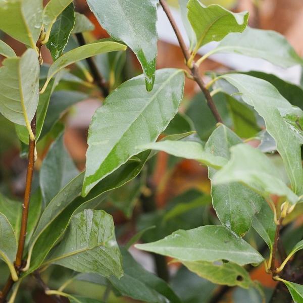 ǂ񂮂̂ c yAJVz 1N c