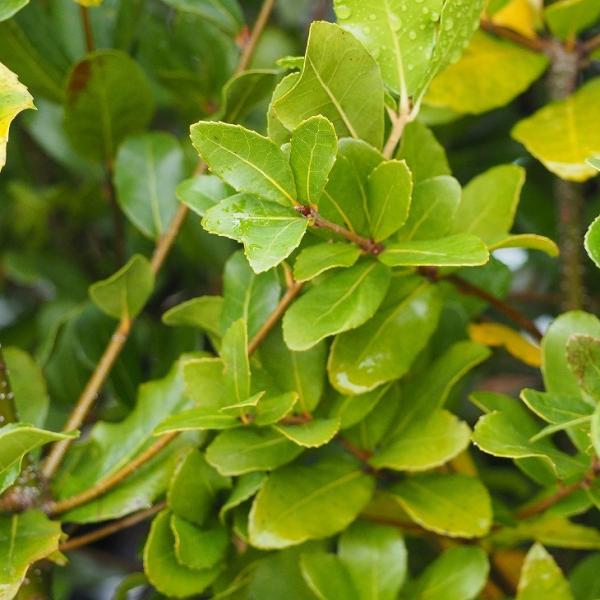  ǂ񂮂̂ c yEoJVz 1N c ij[ܕtj kCE͑KpOłB