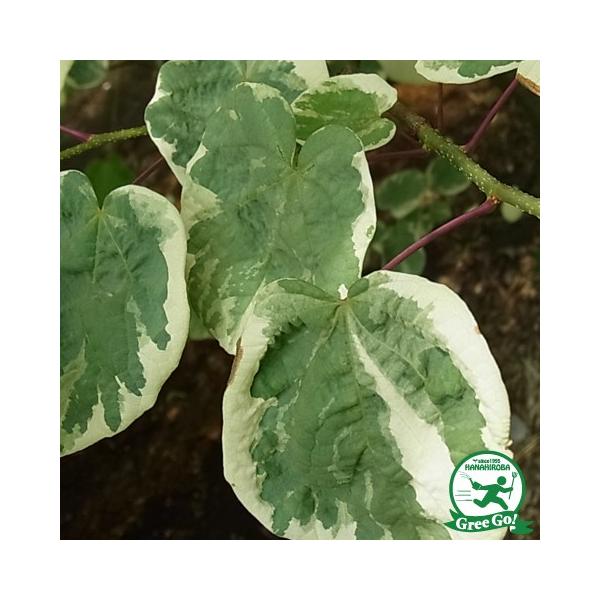 }omL cybߋ iȂɂjz 0.6 n|bgc