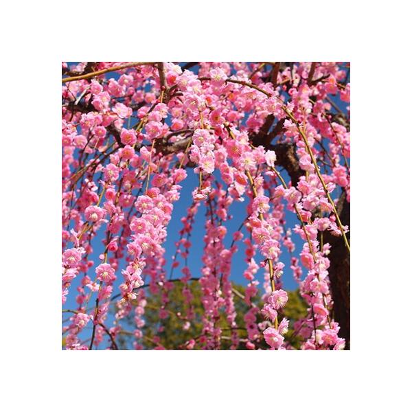 Ԕ~ c ysN ~z 1N 0.7m |bgc