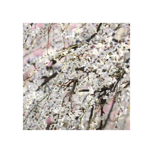 植木 盆栽 梅 しだれ梅」の人気商品一覧 | 安い商品を通販サイトから