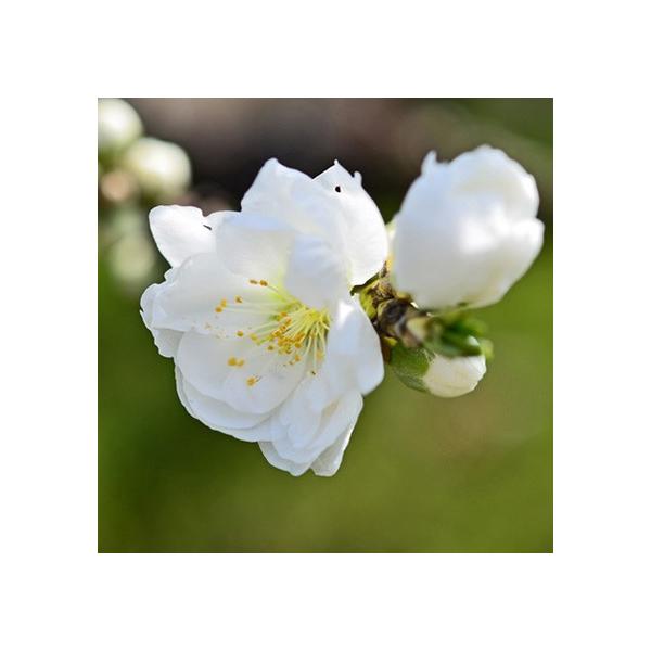  ԓ c y iςjz 1N 0.7m |bgc ij[ܕtj kCE͑KpOłB