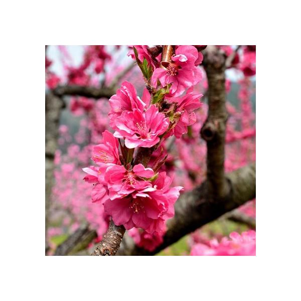 ԓ c y꓍ iЂjz 1N 0.9m |bgc