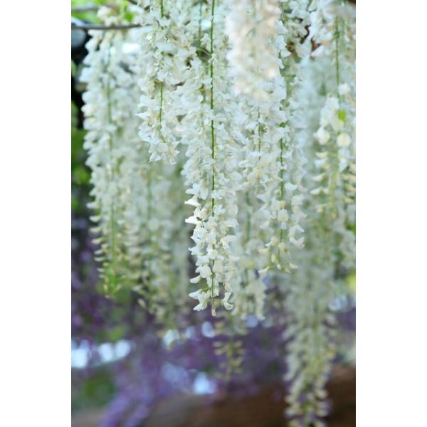 藤 苗 【白長藤 （しろながふじ）】 約0.7m ポット苗