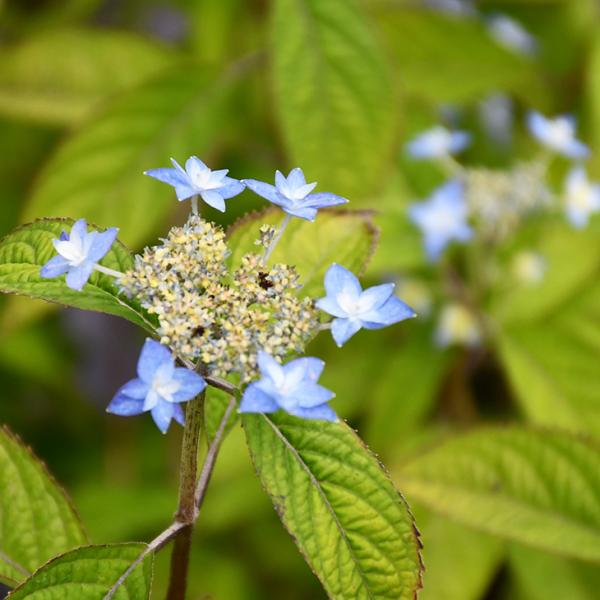 �A�W�T�C ���}�A�W�T�C �c �y���i�� �i�������񂩁j�z �c�c