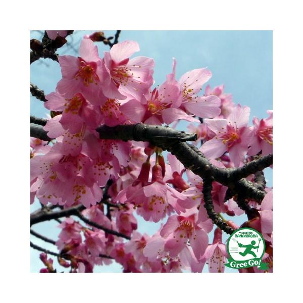 桜 盆栽 植木の人気商品 通販 価格比較 価格 Com