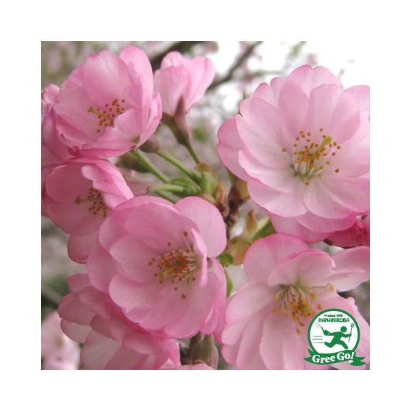   c yA[R[hz 1N ڂؕc ij[ܕtj kCE͑KpOłB