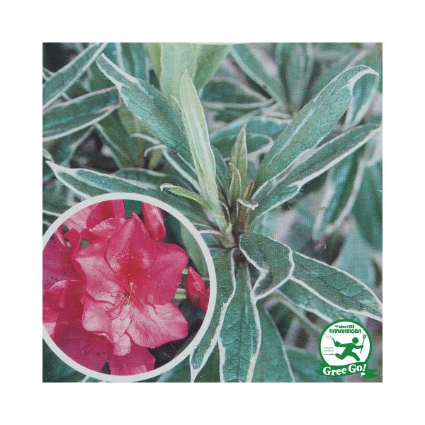 ccW c ̔ y˃ccW  z 4|bgc