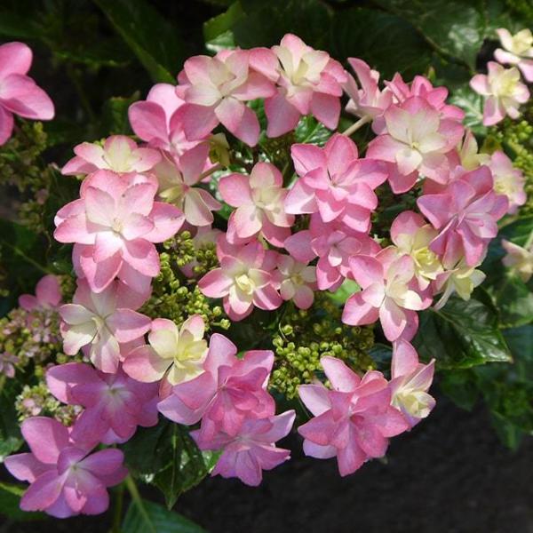 mAWTC nChWA VeBC c y_Xp[eB[zcc