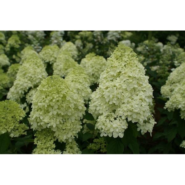 AWTC s~bhAWTC c yCCgz 5|bgc