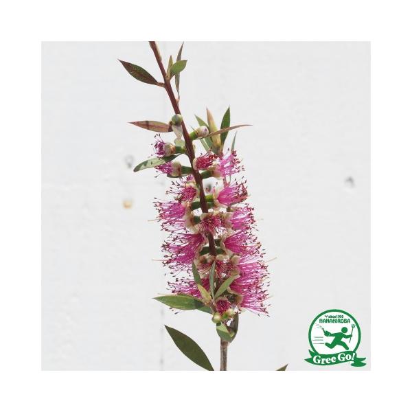 L|EW c yBIZEXz 5|bgc