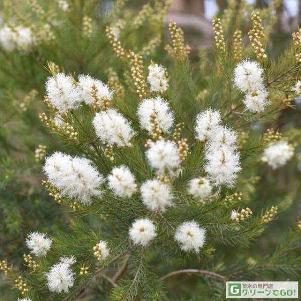 メラレウカ ティーツリー 苗 【メディカルティーツリー】 約0.9m プラスチック鉢植え 苗木 低木 庭木 常緑樹 南欧風ガーデンメラレウカはオーストラリア原産のフトモモ科の植物です。ティートゥリーの仲間であるメラレウカ属をはじめ、カリステ...
