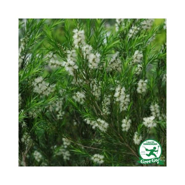 EJ eB[c[ c y{[VO[z 5|bgc