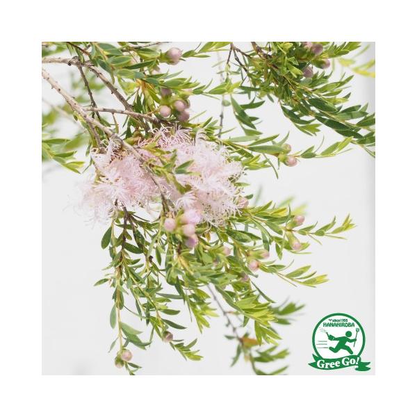 EJ eB[c[ c yRbgLfB[z 5|bgc