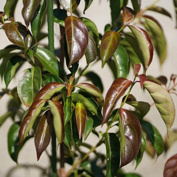 Cdjapan ヤマボウシ 苗 常緑ヤマボウシ ウィンターレッドペイジ 登録品種 約0 7m 根巻き苗 Proxy Shopping Service Yahoo Shopping