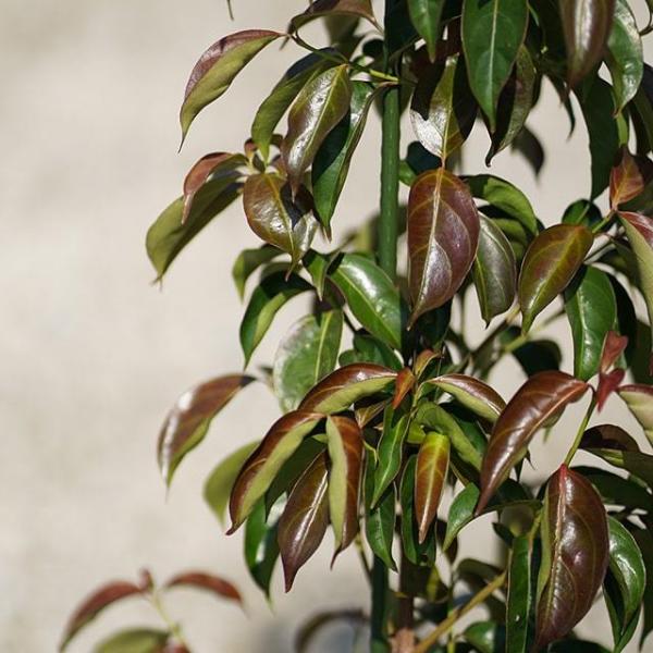 Cdjapan ヤマボウシ 苗 常緑ヤマボウシ ウィンターレッドペイジ 登録品種 約0 7m 根巻き苗 Proxy Shopping Service Yahoo Shopping