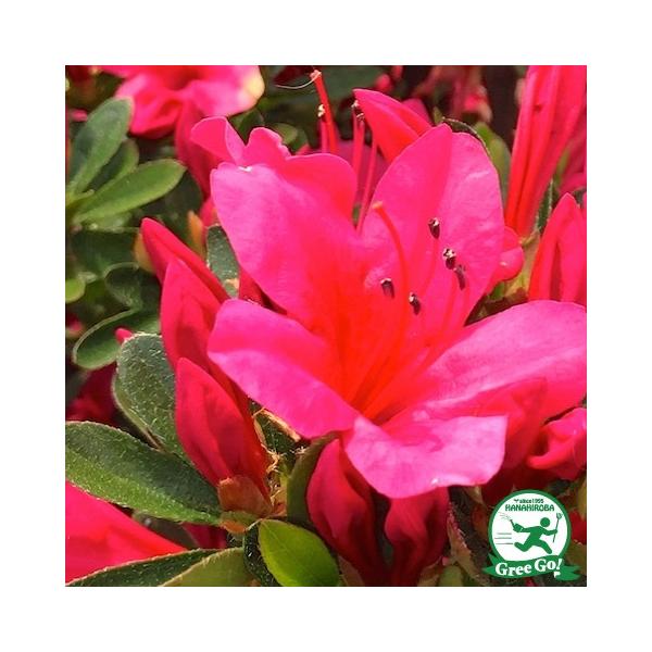  c y ɐHg iׂɁjz 4|bgc