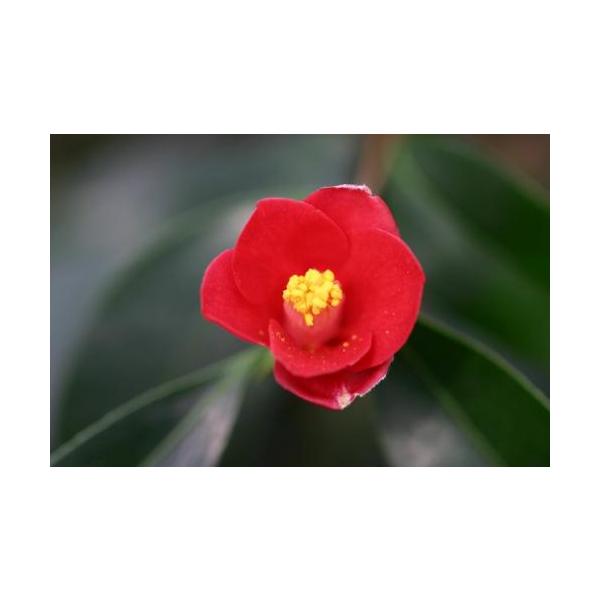 椿 苗木 【出雲大社やぶ椿 （いずもたいしゃやぶつばき） 一重筒咲き】 2年生 接ぎ木苗 ツバキ 苗木 植木 花木 庭木 シンボルツリー 生垣 目隠し 常緑樹 高木清楚な一重咲の花から、椿とは思えない華やかな八重咲きまで、椿には魅力的な品種...